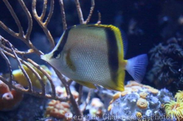 French butterflyfish