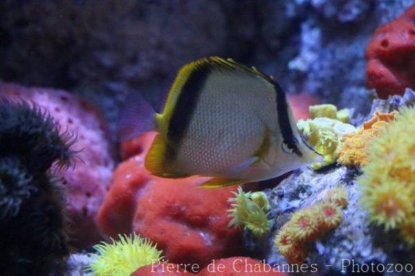 French butterflyfish