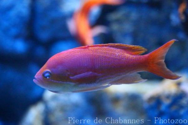 Elongate anthias