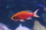 Yellowtail anthias