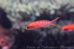 Yellow-spotted anthias