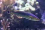 Yellow slender wrasse