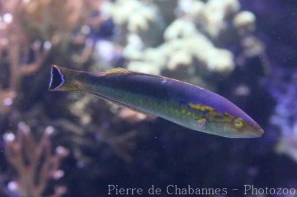 Yellow slender wrasse