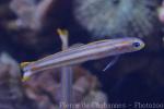 Lined dartfish