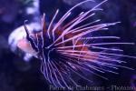 Radial firefish