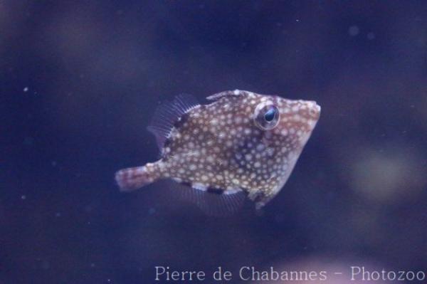 Whitespotted pygmy filefish