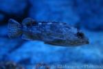 False kelpfish