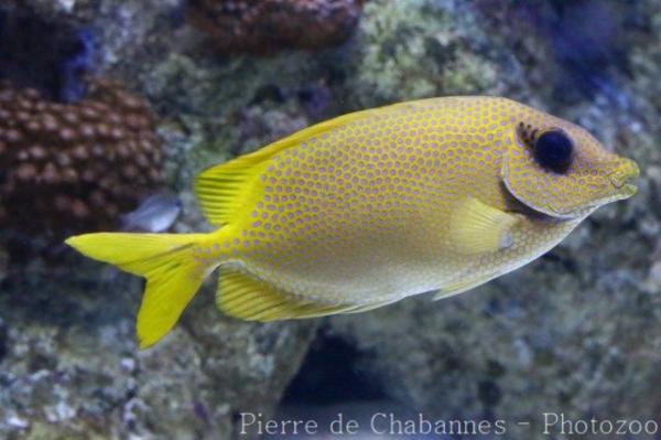 Blue-spotted spinefoot