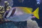 Barhead spinefoot