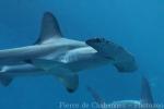 Scalloped hammerhead