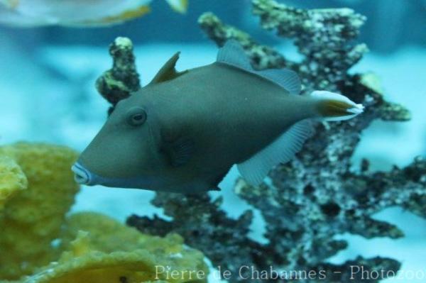 Halfmoon triggerfish