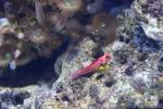 Ruby dragonet