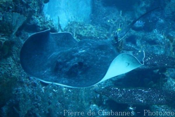 Blotched stingray