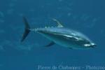 Thunnus albacares (4)