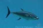 Yellowfin tuna