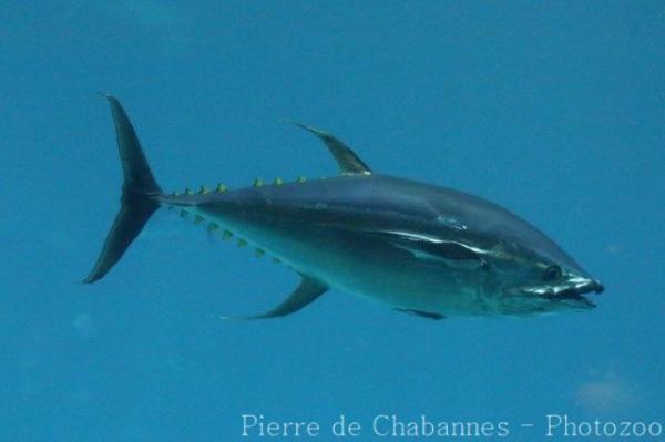 Yellowfin tuna