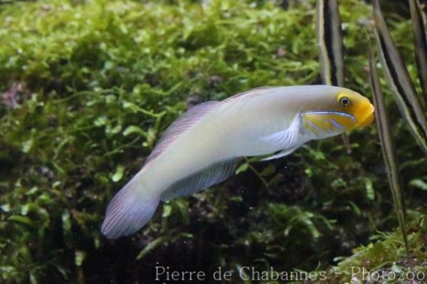 Blueband goby