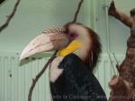 Wreathed hornbill