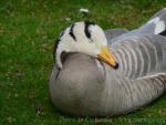 Bar-headed goose