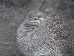 Elegant crested tinamou