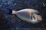 Sohal surgeonfish