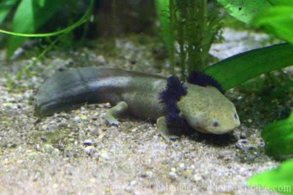 Lake Patzcuaro salamander