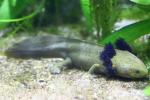 Lake Patzcuaro salamander