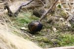 Harlequin quail