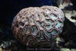 Thecata stony coral