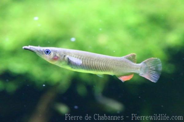 Celebes halfbeak