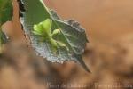 Philippine leaf insect