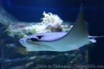 Oman cownose ray