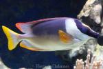 Magnificent rabbitfish