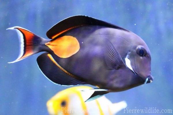 Achilles tang