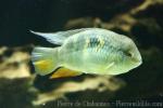 Orangetail acara