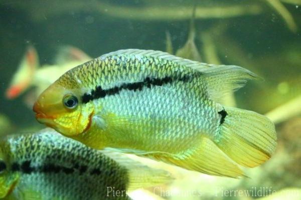 Flag cichlid