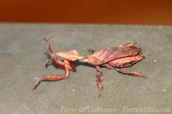 Brown ghost mantis