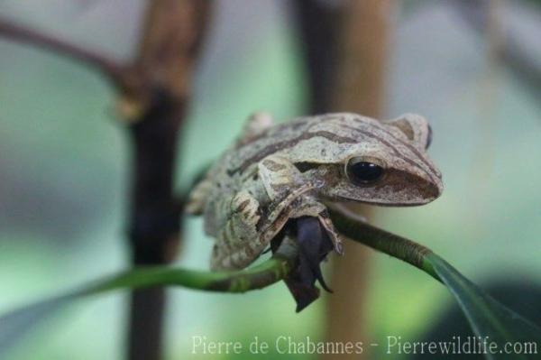 Four-lined tree frog