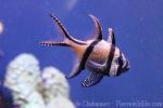 Banggai cardinalfish