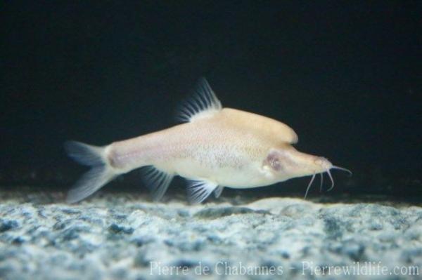 Cross-fork back golden-line fish