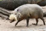 Bornean bearded pig