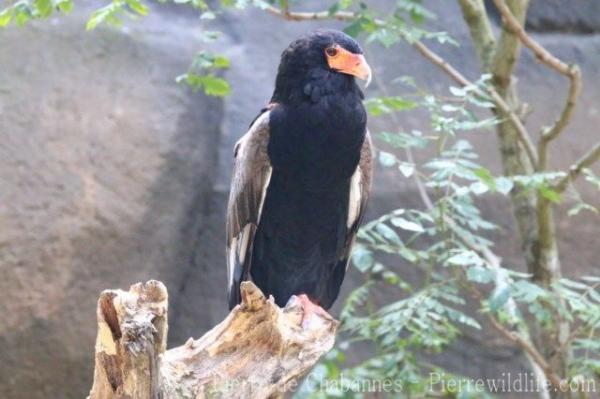 Bateleur