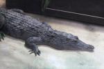 Philippine crocodile