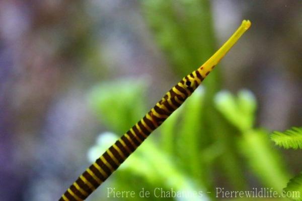 Yellowbanded pipefish