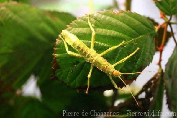 Giant spiny stick-insect