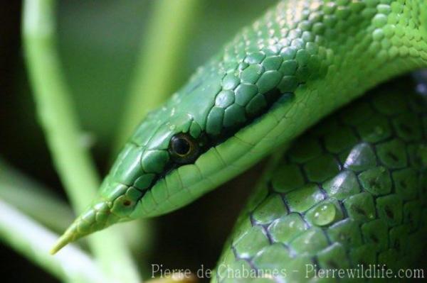 Rhinoceros ratsnake