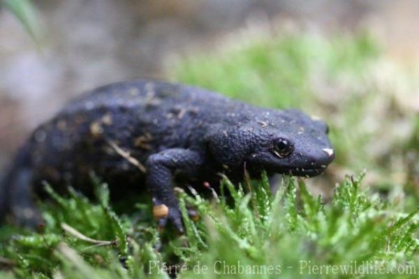 Vietnamese crocodile newt