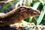 Obi water monitor