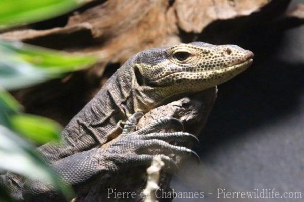 Tricolor monitor