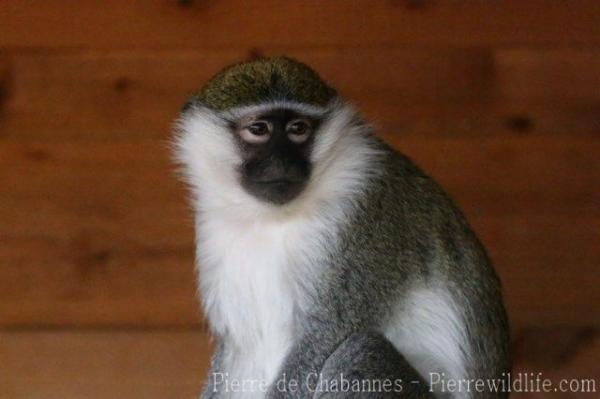 Tantalus monkey